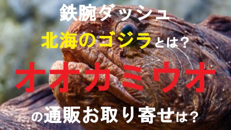 オオカミウオ00